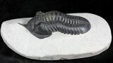 HUGE Morocconites Trilobite - Exceptional Specimen #27778-6